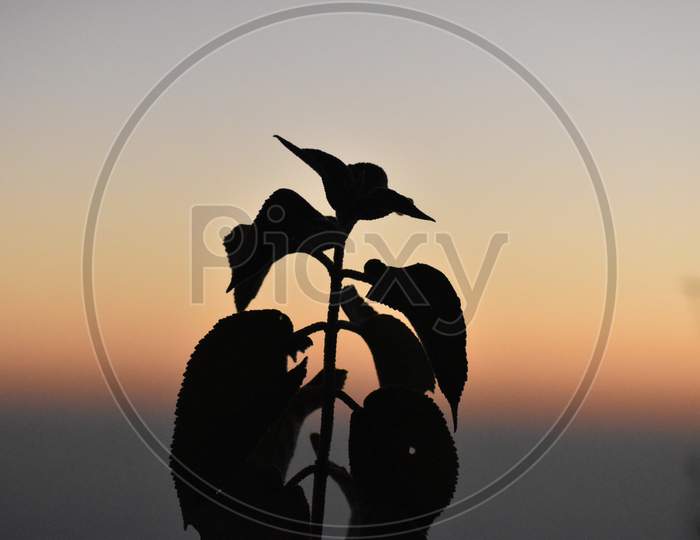 Beautiful Picture Of Plant And Sunset In Background Uttarakhand