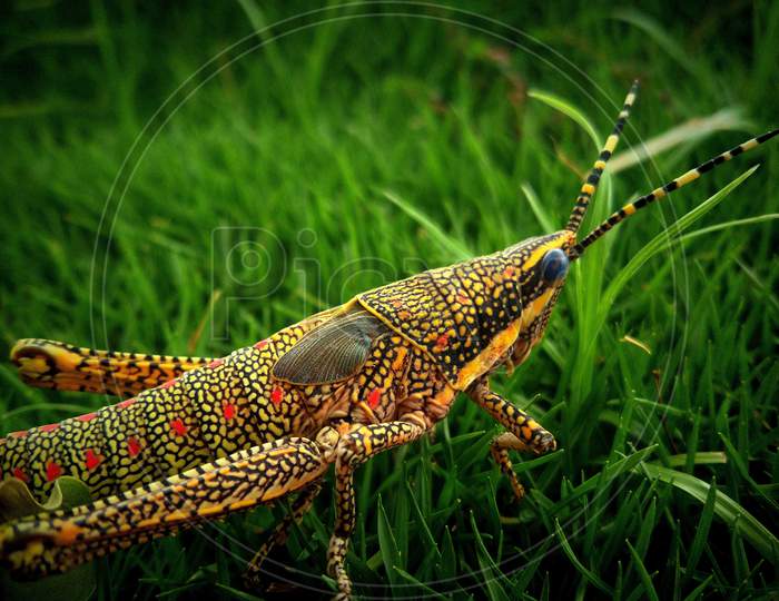 Grasshoper in the green grass
