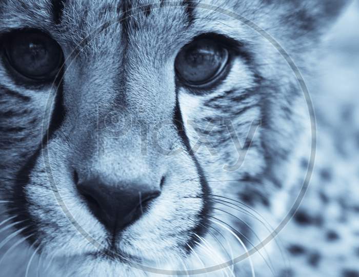 Cheetah close up black and white photograph