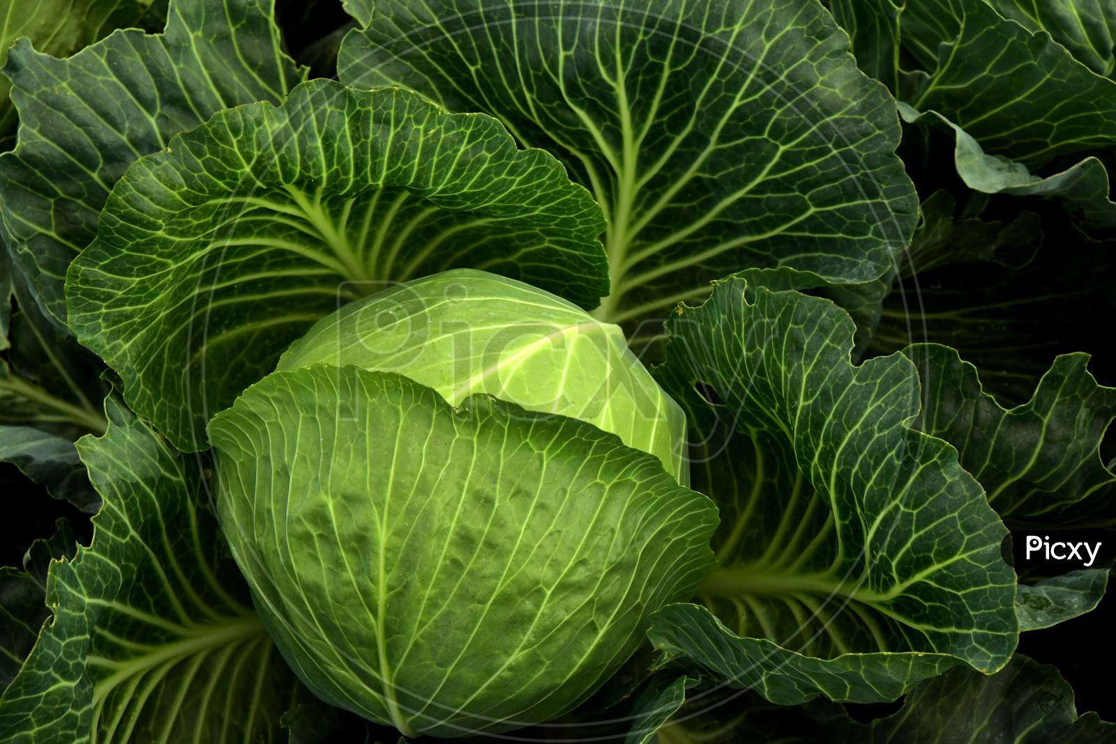 Green and fresh cabbage vegetable