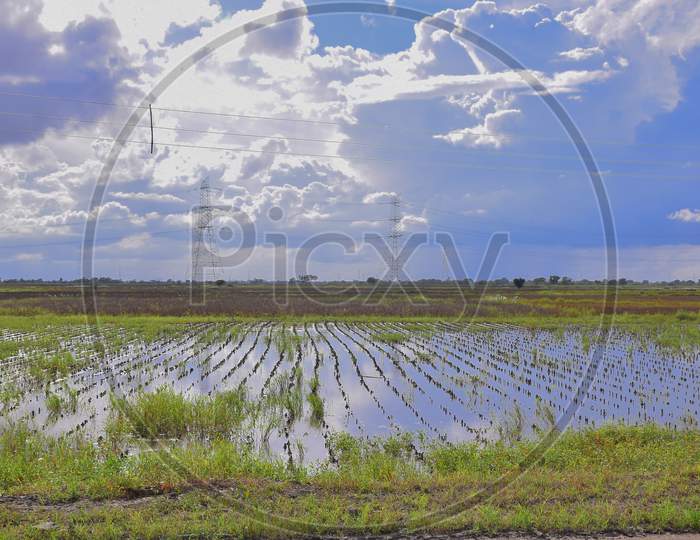 Due To Excessive Rain. The Fields Are Flooded And Soybean Crop Is Being Destroyed, Indian Fields And Clouds.