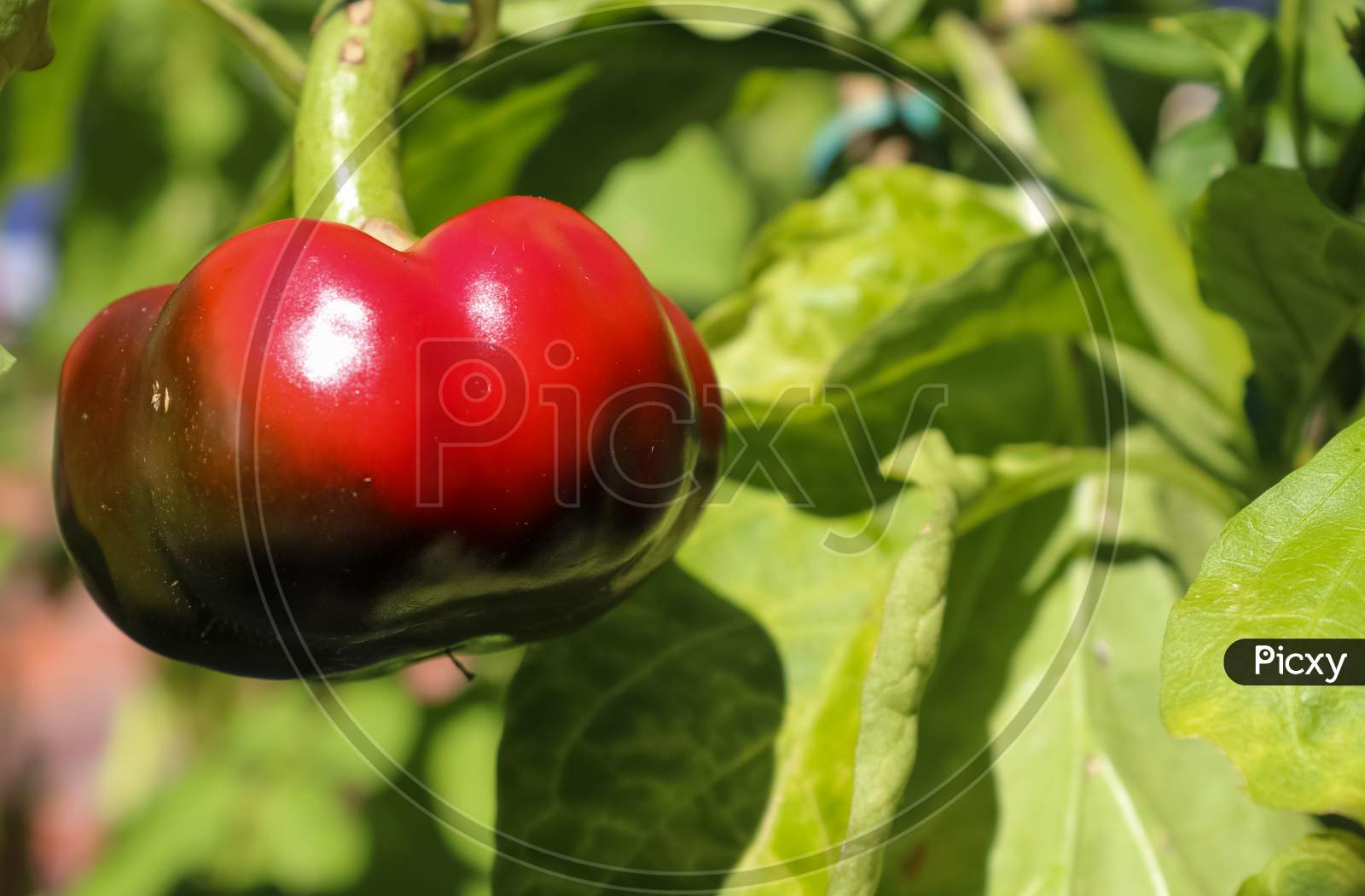Single Red Bell Pepper (Capsicum) On A Green Pepper Plant