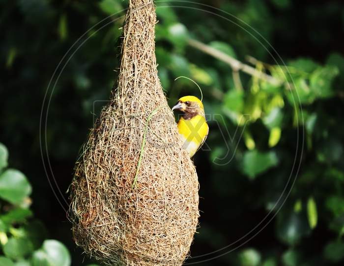 A bird builing her nest