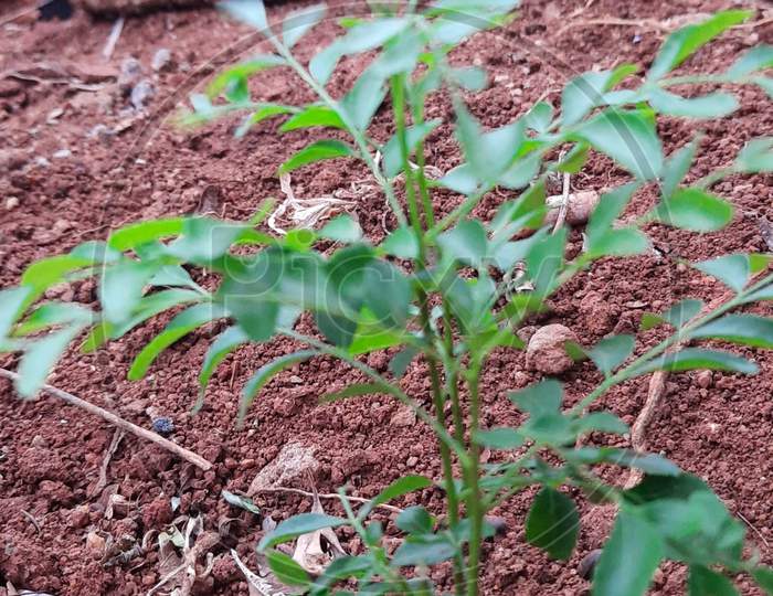 Small curry leaves plant