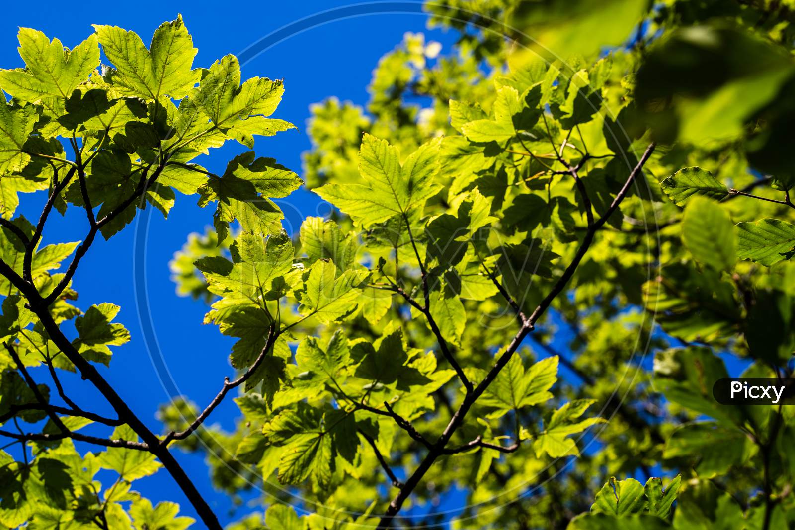 Low Angle Shot Of Acer Tree From Soapberry Family Against Blue Sky