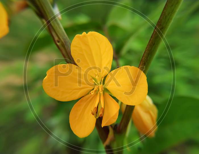 Beautiful Flower Of Blossoming Senna
