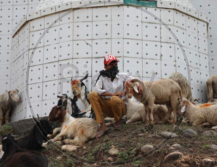 A sheep vendor waits for customers ahead of Eid-al-Adha festival, at a roadside market in Jammu on July 31, 2020