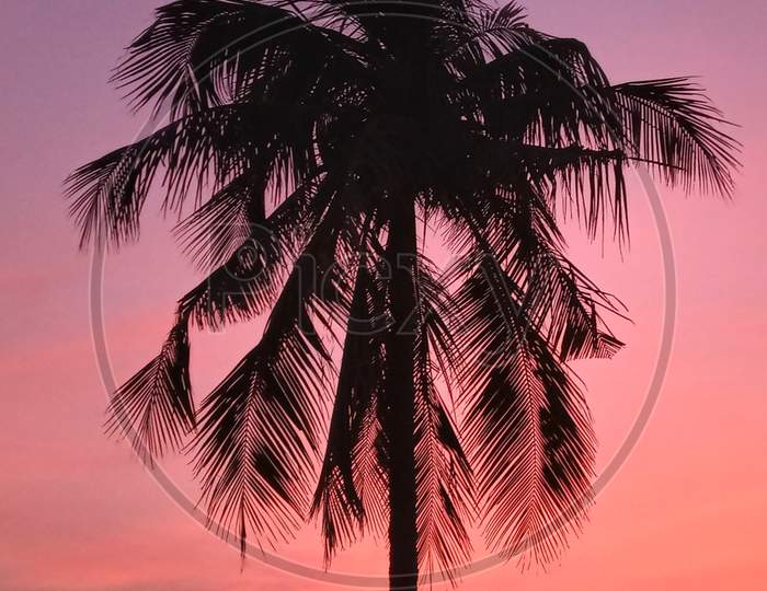 Silhouette of a coconut tree