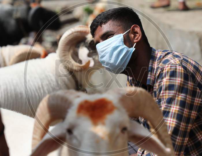A sheep vendor waits for customers ahead of Eid-al-Adha festival, at a roadside in Jammu on July 31, 2020