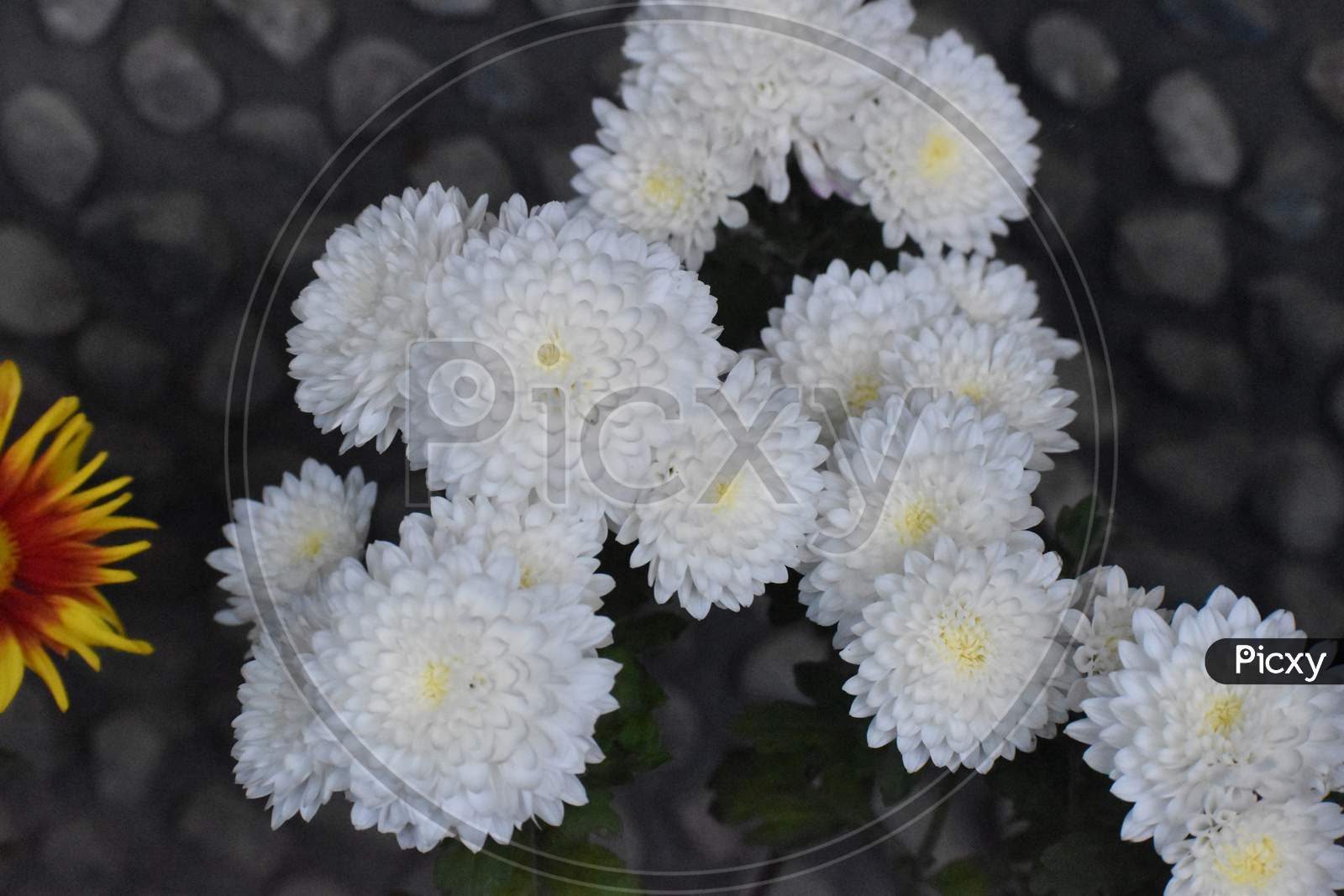 Beautiful Picture Of White Flower In Garden Uttarakhand India
