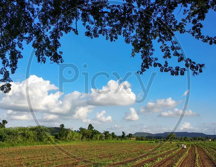 Blue sky and beautiful cloud with meadow tree. Plain landscape background for summer poster. The best view for holiday.31 jul 2020