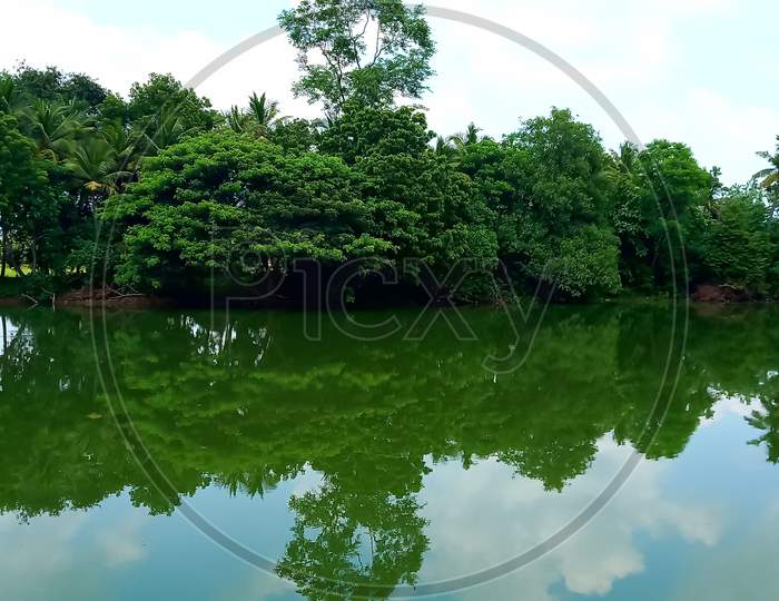 Reflection of forest
