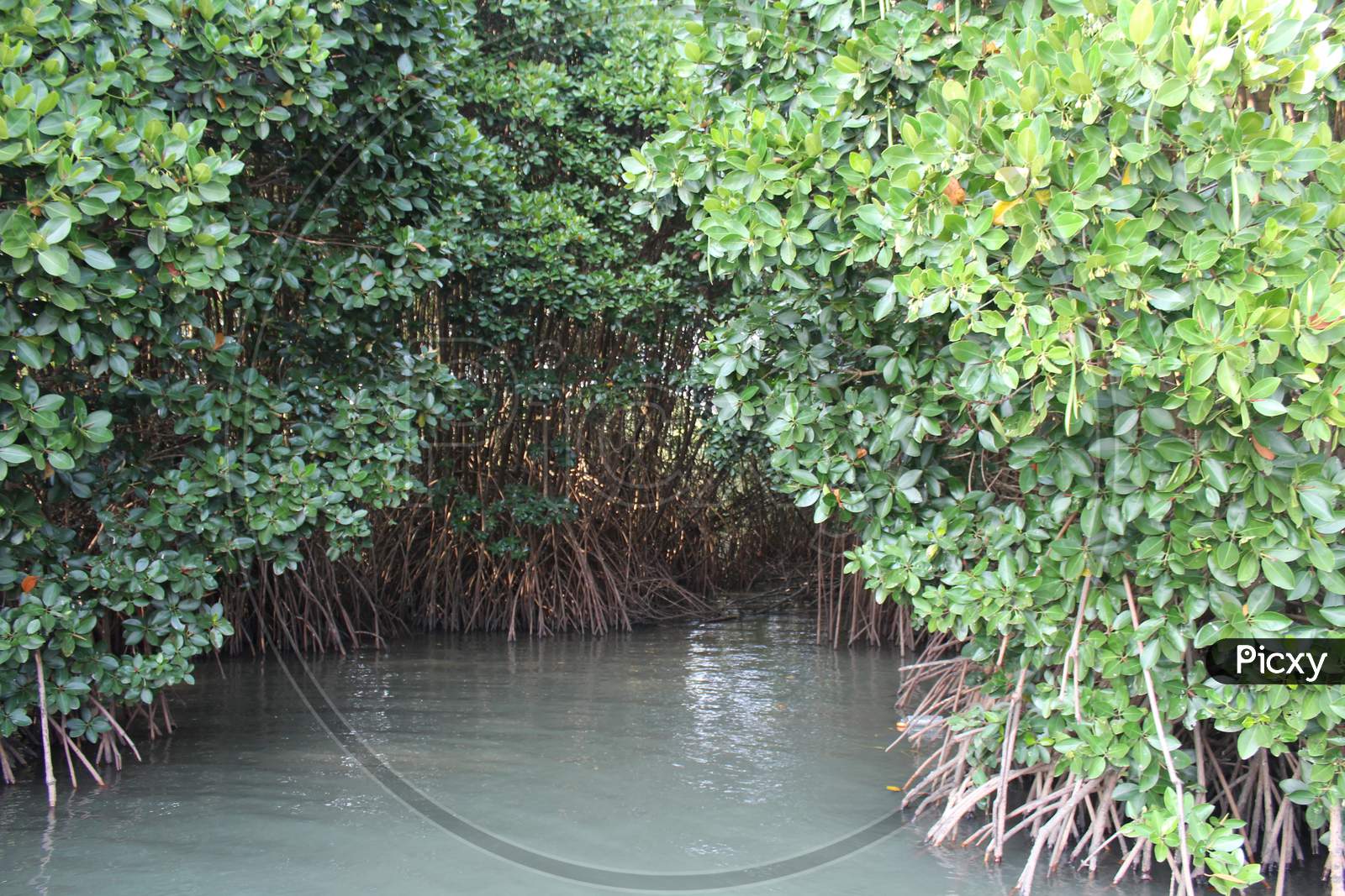 image-of-mangrove-plants-with-deep-roots-into-marshy-land-jw361961-picxy