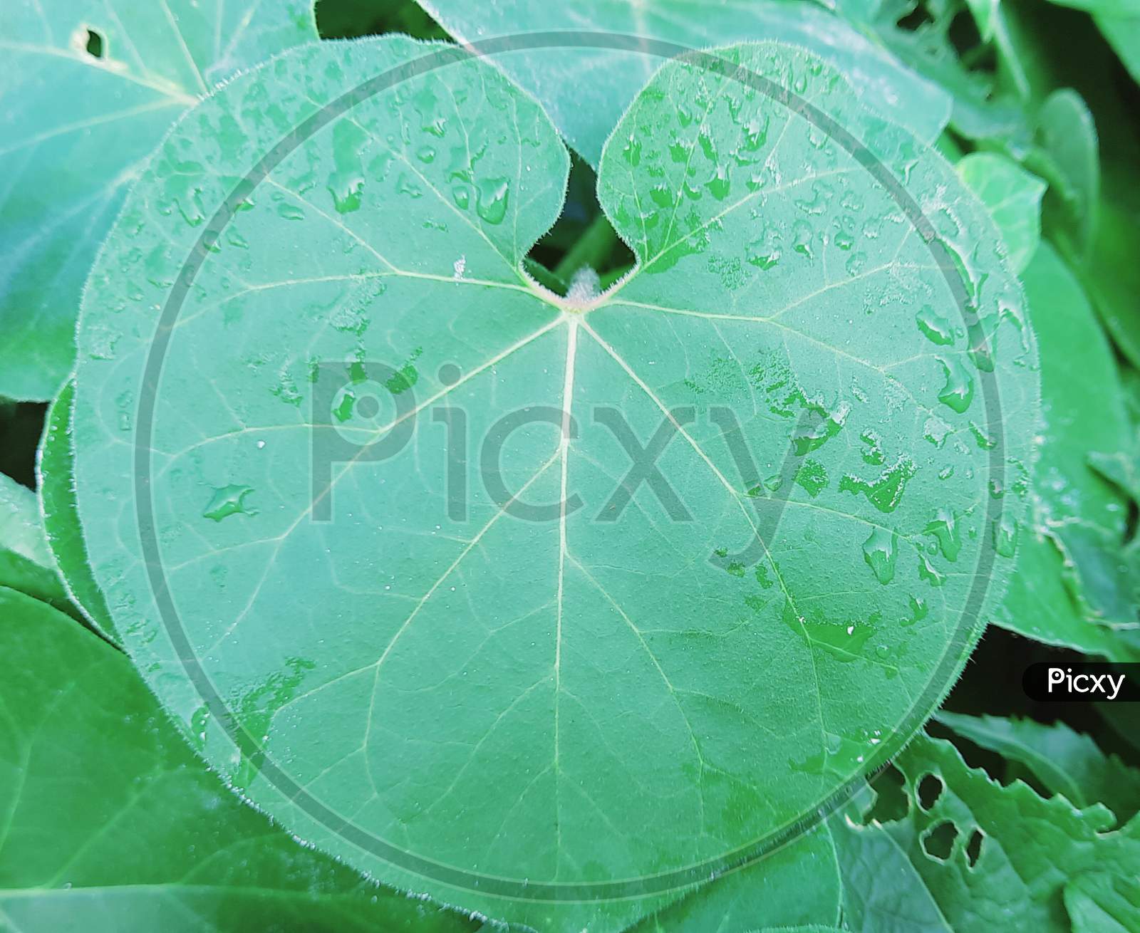 Love syable shape leaf