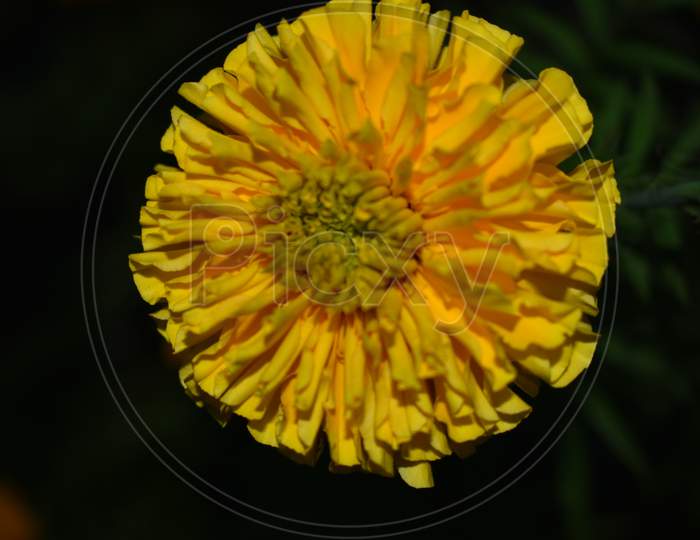 Beautiful Picture Of Yellow Marigold Flower