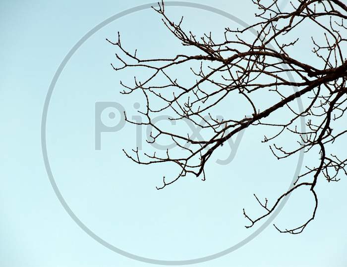 Beautiful Picture Of Tree Branches And Sky
