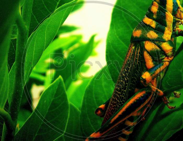 Grasshoper in the green leaf