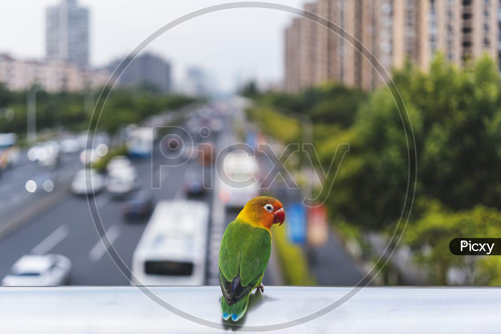 Budgerigar Bird Is Stopping By The Bridge On The Highway. With The Natural Beauty Of The Colors Of Green Feathers, Yellow, Orange, Red And Blue.
