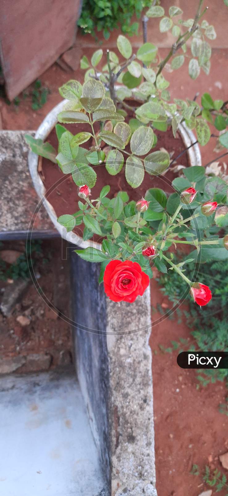 Top vie of rose flower plant