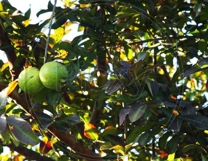 Guava Garden. Guava Tree. Ripe Guava