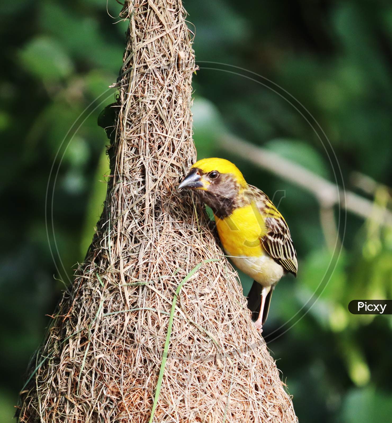Bird on Nest