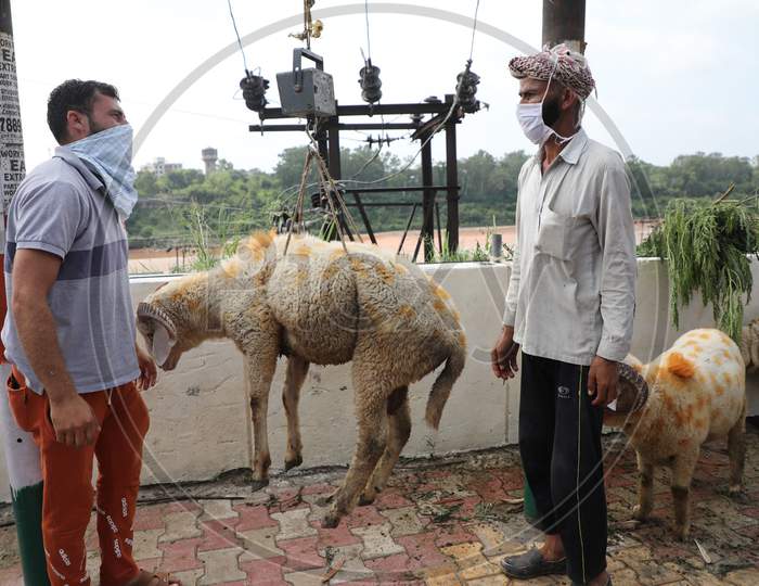 Sheep vendors weigh a sheep as they wait for customers ahead of Eid-al-Adha festival,  in Jammu on July 31, 2020