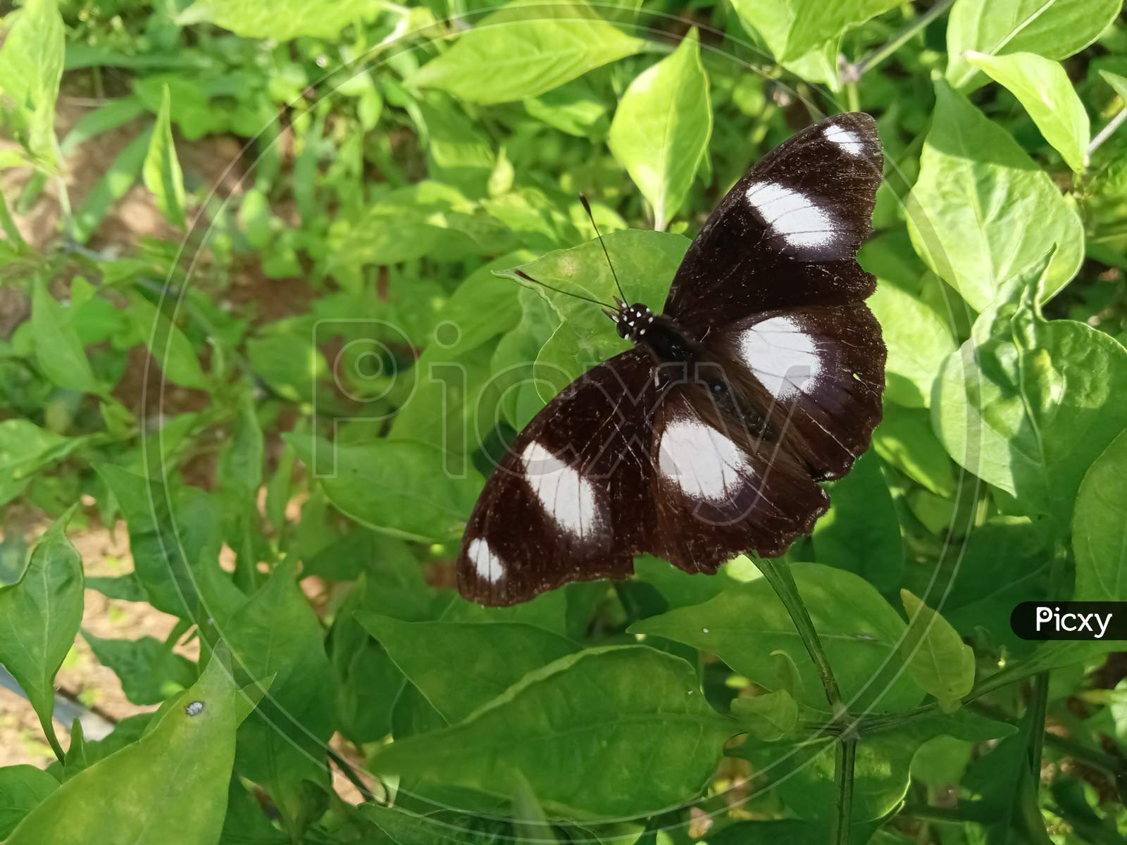 black and white color butterfly