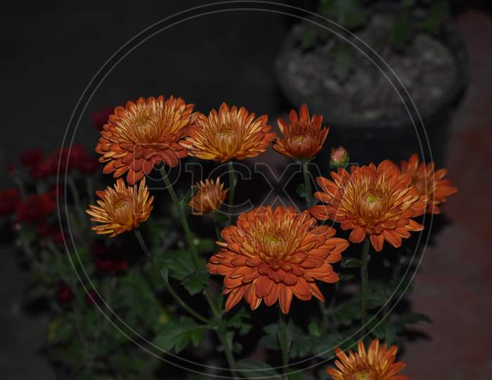 Beautiful Picture Of Orange Flowers