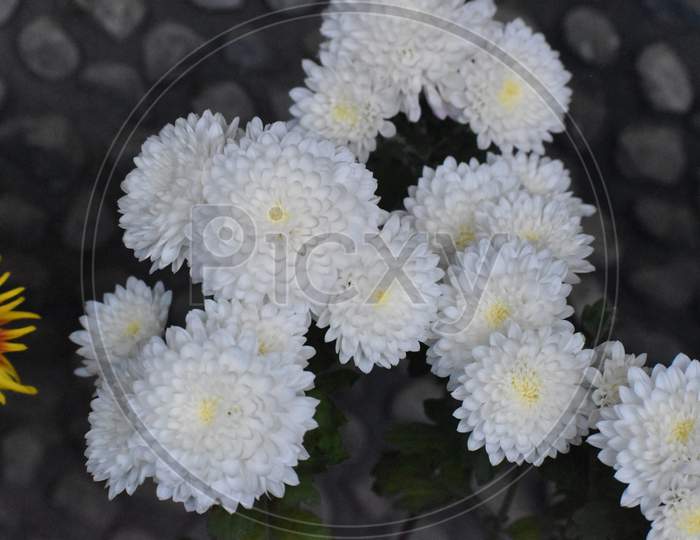 Beautiful Picture Of White Flower In Garden Uttarakhand India