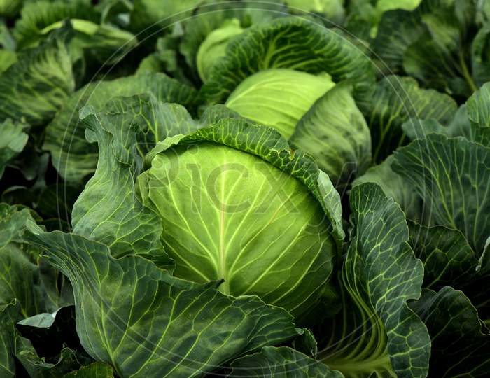 Green and fresh cabbage vegetable