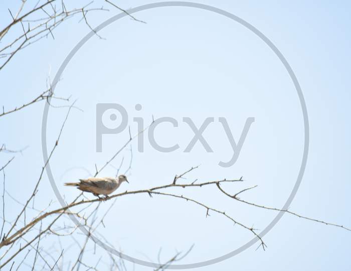 A Laughing Palm Dove Perched On A Branch