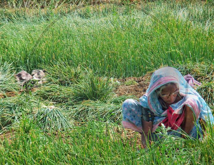 A women farm worker harvesting onion seedlings for transplantation