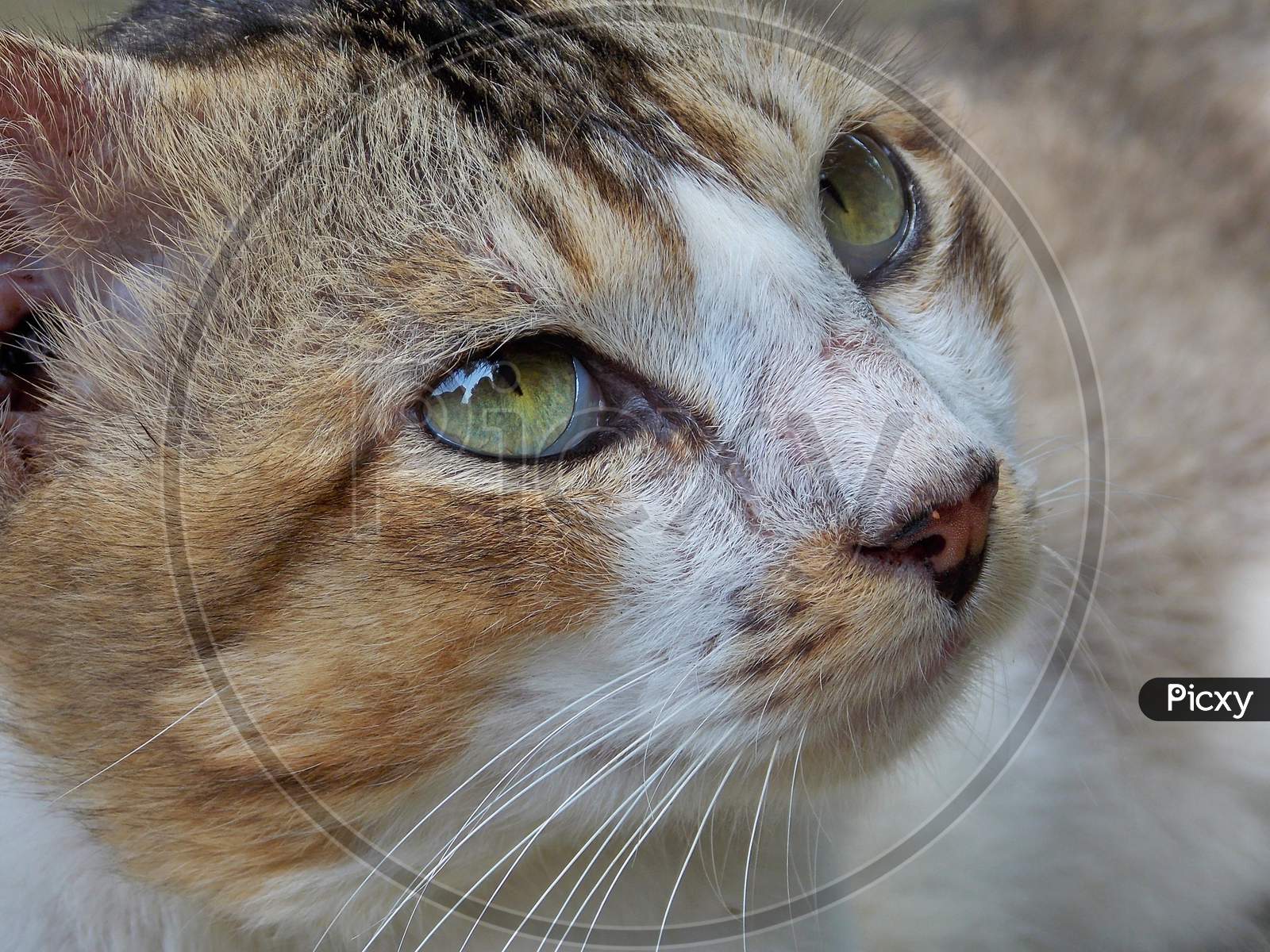 Close up of a cat