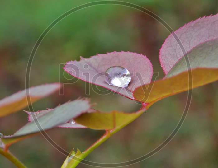 Water drop on a rose leaf
