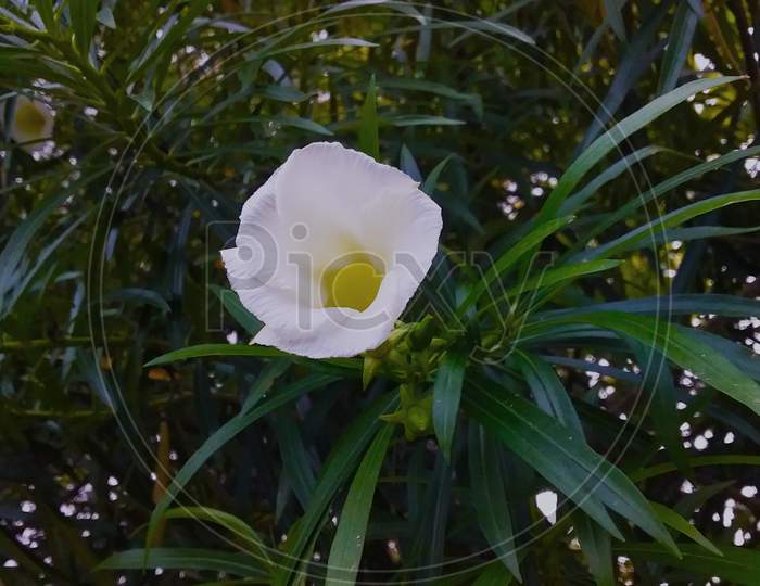 White wildflower Kaner ka Phool From Uttar Pradesh North India 2020