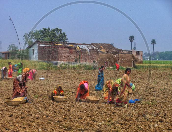 Women involved in collecting left over Potato after Harvesting