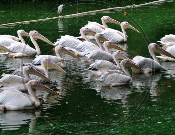 A squadron of rosy pelicans catching fish in an enclosure at Assam State Zoo properly known as Botanical Garden in Guwahati, Assam on July 04, 2020