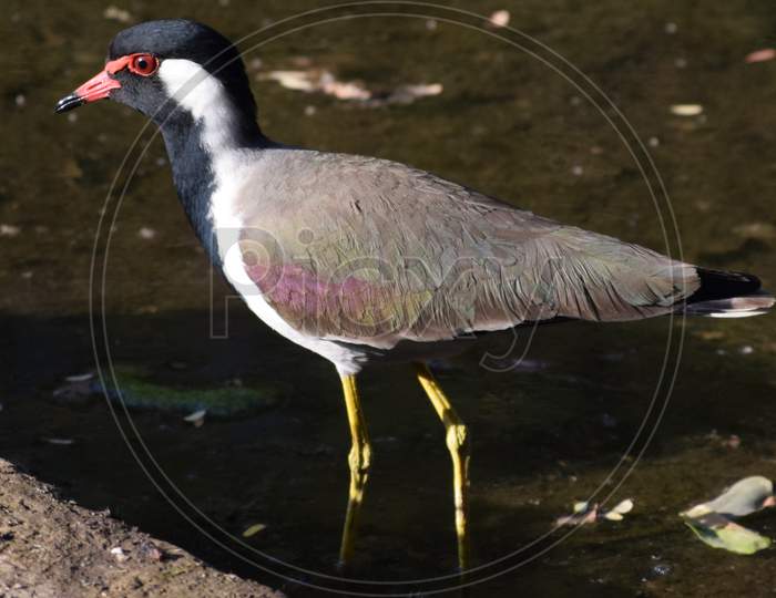 red-wattled lapwing is an Asian lapwing or large plover, a wader in the family Charadriidae.