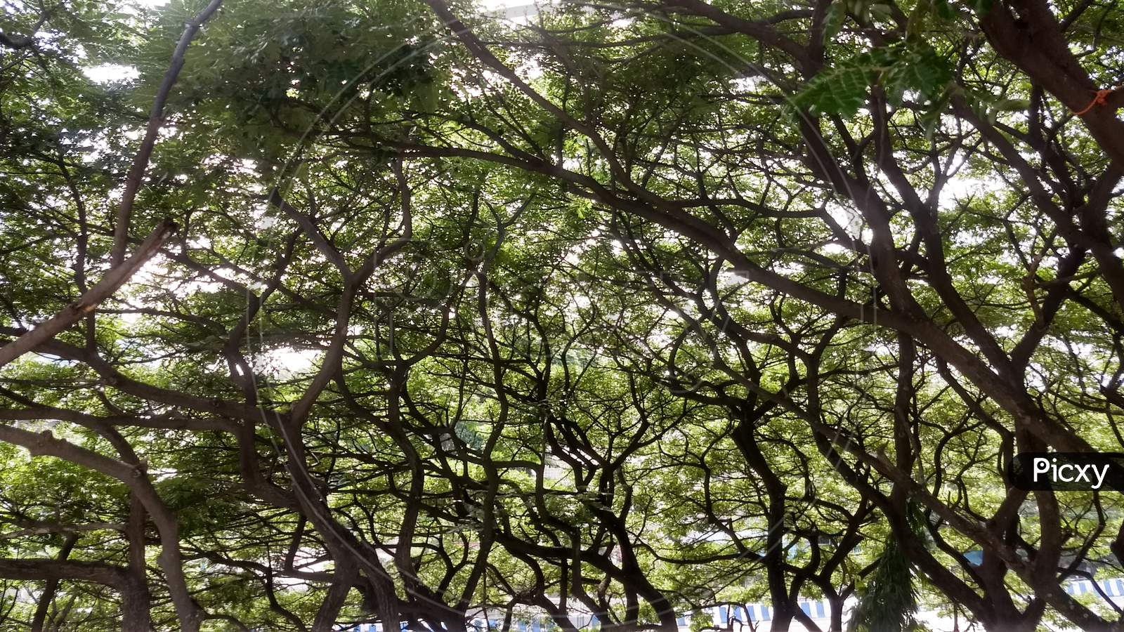 Branches of tree.