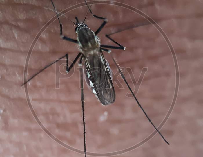Mosquitoes Are Parasitic Animals, So Mosquitoes Depend On Others To Survive.