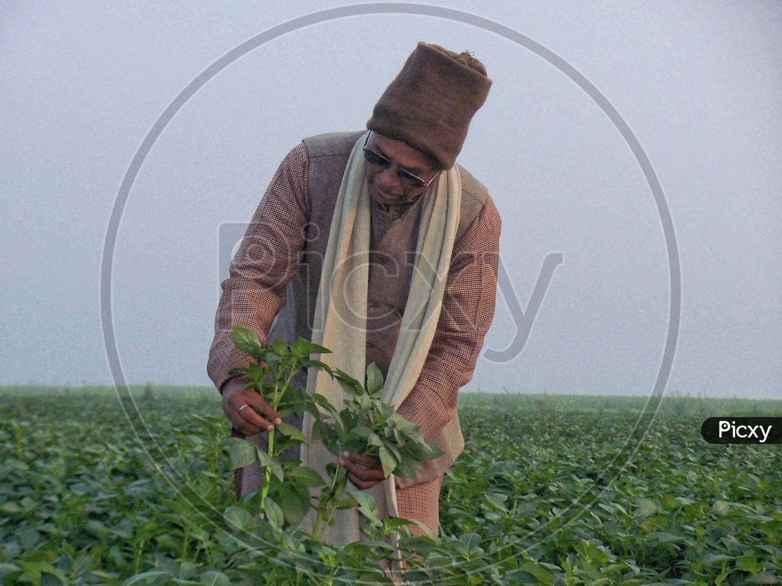A farmer observing growth of potato plant