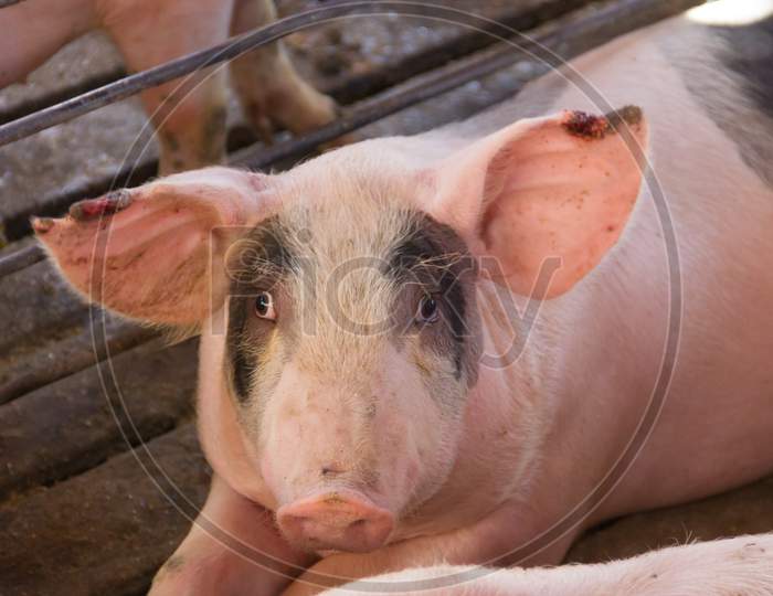 Industrial Pigs Hatchery To Consume Its Meat