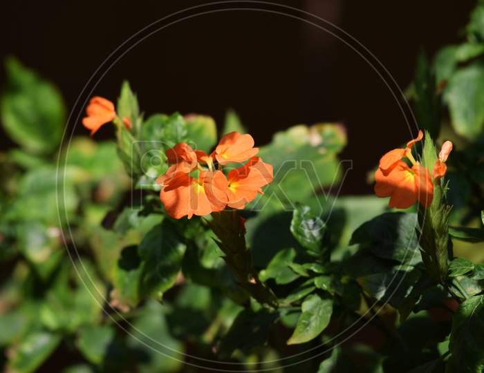 Orange Crossandra Infundibuliformis Firecracker Flower
