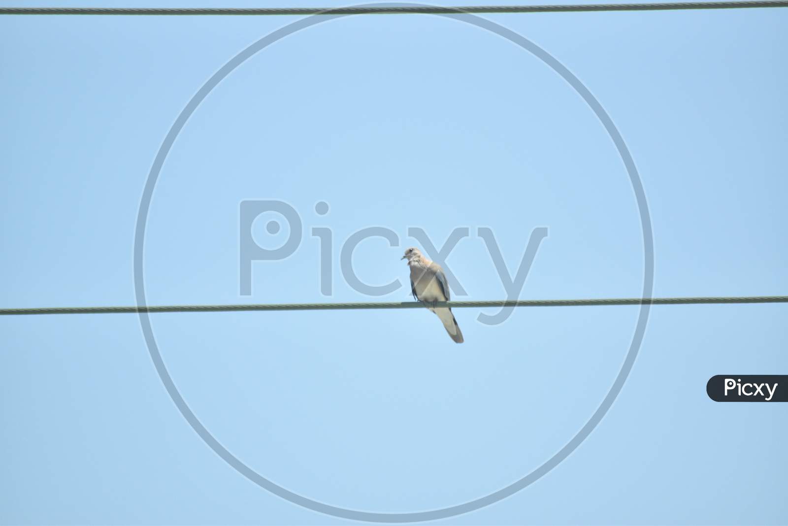 Laughing Dove Sitting In The Electric Wire.