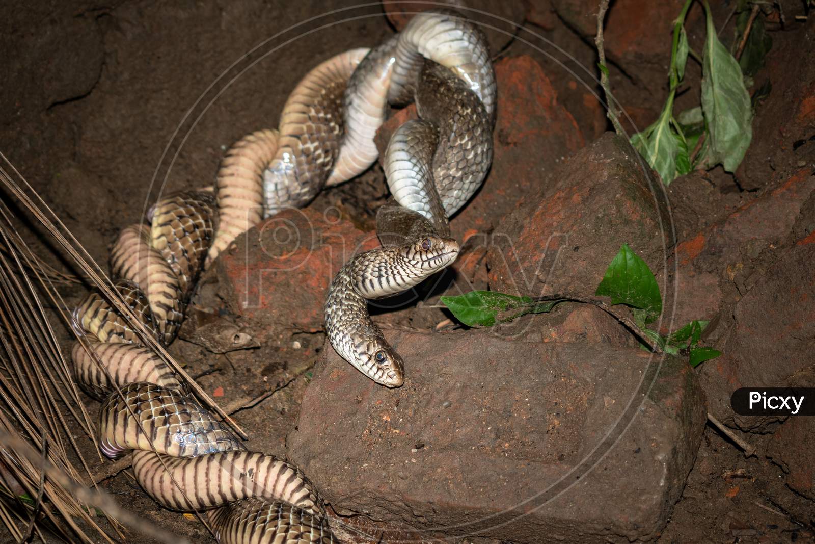 Two Indian snakes are mating in an abandoned place in the dark night