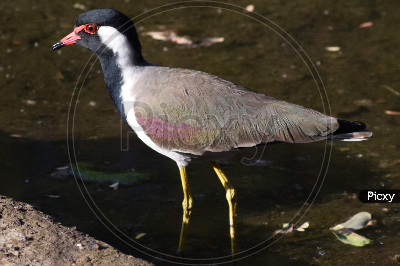 red-wattled lapwing is an Asian lapwing or large plover, a wader in the family Charadriidae.