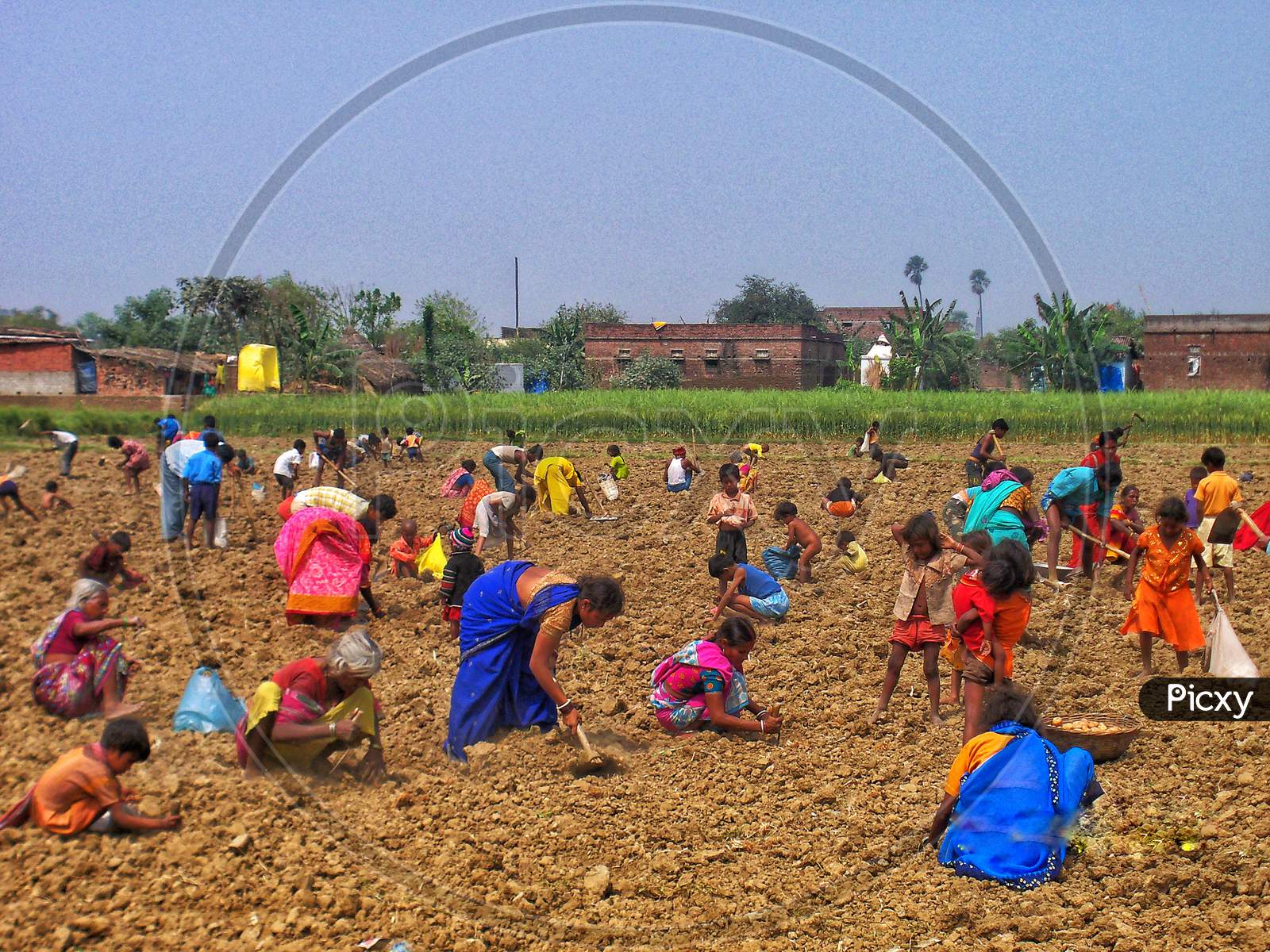 Laborers collecting left over Potato after Harvesting