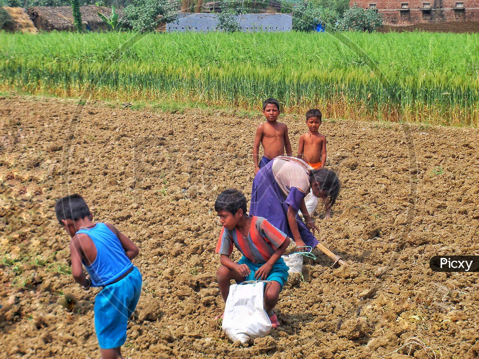 Children of laborers collecting left over Potato after Harvesting