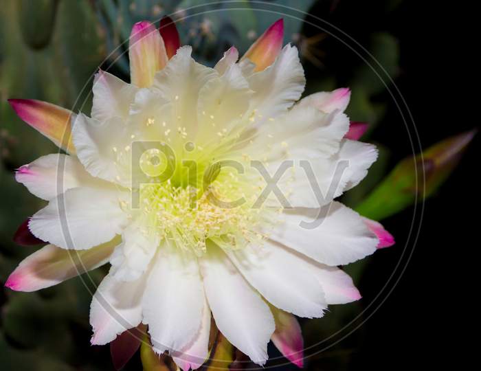 The White Flower Of The Cactus Cereus Blooming At Night