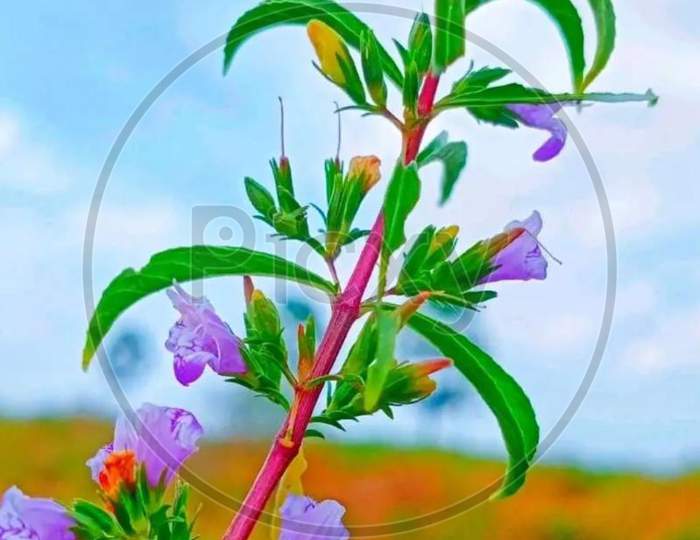 Flowering plant Natural